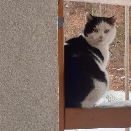 Hubertushof 3* Trattenbach (Lower Austria)