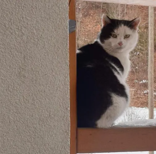 Hubertushof 3* Trattenbach (Lower Austria)